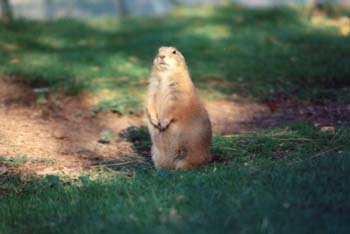 Perrito de la Pradera (Cynomys ludovicianus)