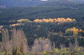 Chopo - Cultivo (Populus sp.)