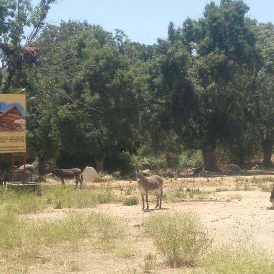 2019_06_14_4º de primaria en Cañada Real_CEIP FDLR_Las Rozas 3