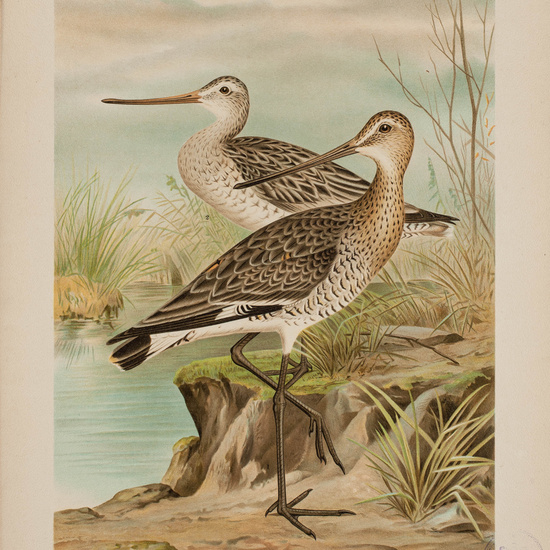 IES_CARDENALCISNEROS_AVES_LAMINAS_018