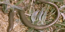 Eslizón tridáctilo (Chalcides striatus)