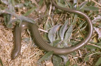 Eslizón tridáctilo (Chalcides striatus)