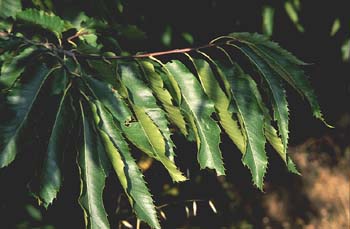 Castaño - Hojas (Castanea sativa)