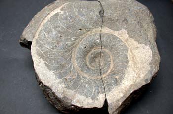 Posidonia becheri (Ammonites) Carbonífero