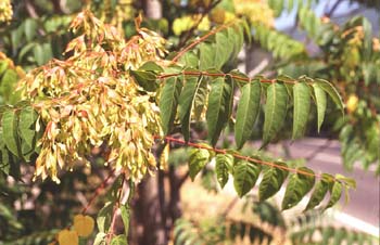 árbol del cielo - Hoja (Ailanthus altissima)