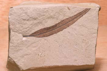 Hoja de Sauce (Planta-Angiosperma) Oligoceno