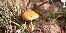 Stropharia coronilla