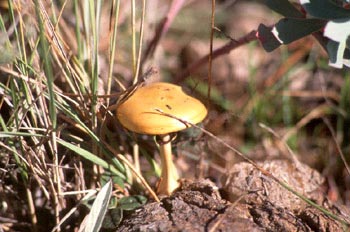 Stropharia coronilla