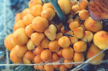 Pholiota sp.