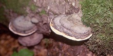 Yesquero aplanado (Ganoderma applanatum)
