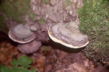 Yesquero aplanado (Ganoderma applanatum)