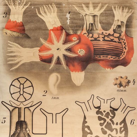 IES_RAMIRODEMAEZTU_BIOLOGIA_015