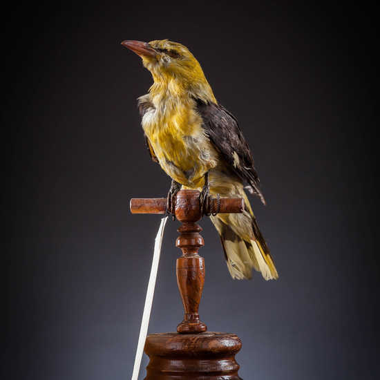 IES_SANISIDRO_MUSEO_Aves_037