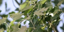 álamo blanco - Hojas (Populus alba)