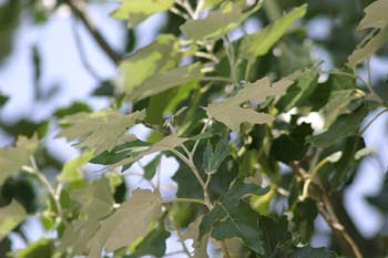 álamo blanco - Hojas (Populus alba)