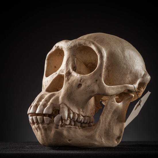 IES_SANISIDRO_MUSEO_Craneos_008