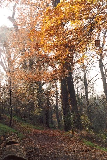 El Forestal en otoño