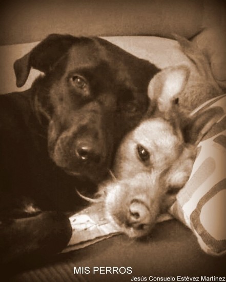 Mis Perros