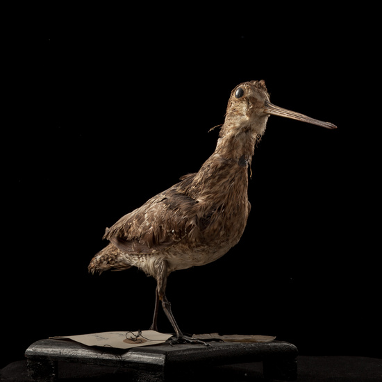 IES_SANISIDRO_BIOLOGIA_021