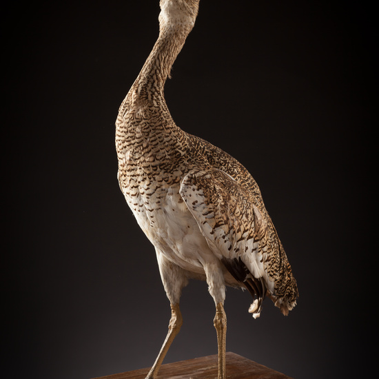 IES_CERVANTES_BIOLOGIA_006