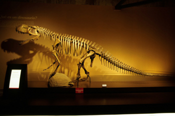 Protosuchus, Museo del Jurásico de Asturias, Colunga