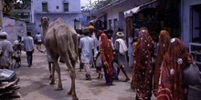 Escena callejera con dromedario, Pushkar, India