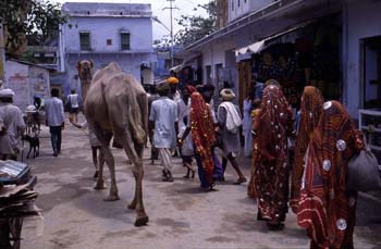 Escena callejera con dromedario, Pushkar, India