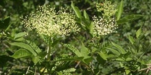 Saúco - Flor (Sambucus nigra)