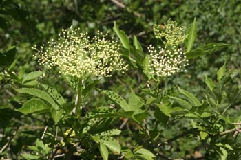 Saúco - Flor (Sambucus nigra)