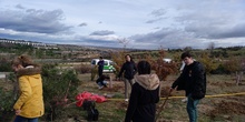 Plantación en el parque forestal de Valdebebas 2019 20