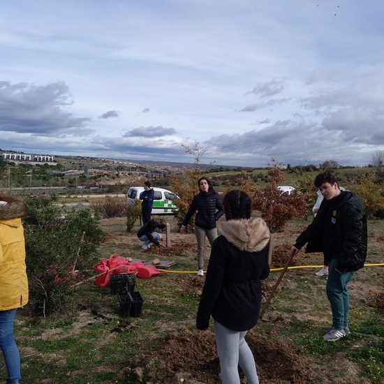 Plantación en el parque forestal de Valdebebas 2019 20
