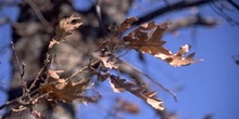Rebollo / melojo - Hoja (Quercus pyrenaica)