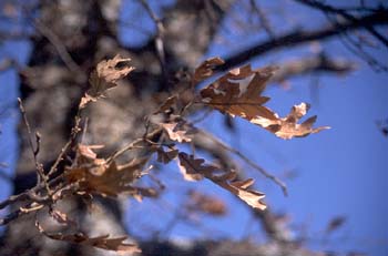 Rebollo / melojo - Hoja (Quercus pyrenaica)