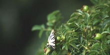 Chupaleche (Iphiclides podalirius)