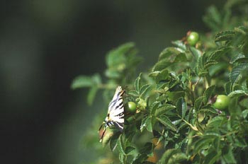 Chupaleche (Iphiclides podalirius)