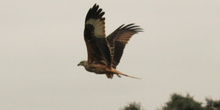 El vuelo del milano real 2