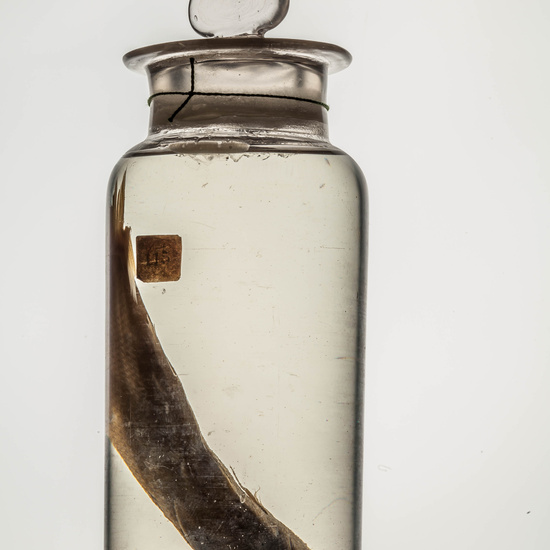 IES_CARDENALCISNEROS_CIENCIASNATURALES_100