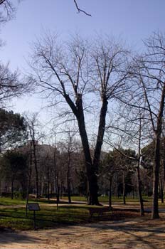 Árbol El Pantalones, Parque del Retiro, Madrid