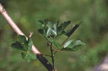 Arce campestre - Hoja (Acer campestris)