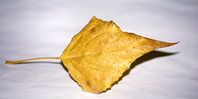 Hoja de chopo