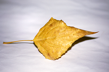 Hoja de chopo