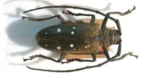 Batocera rubus (Asia)