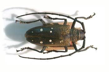 Batocera rubus (Asia)