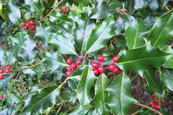 Acebo, Parque Beacon Hill, Victoria