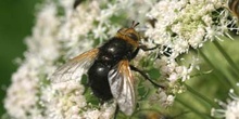 Mosca parásita (Tachina grossa)
