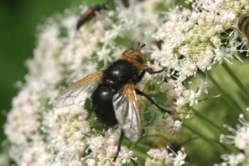 Mosca parásita (Tachina grossa)