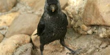 Grajilla (Corvus monedula)