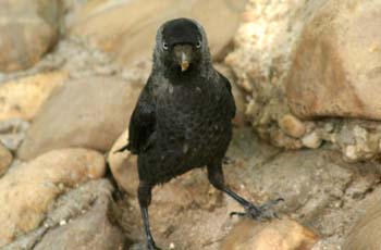 Grajilla (Corvus monedula)