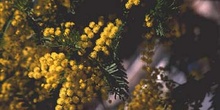 Mimosa - Flor (Acacia dealbata)