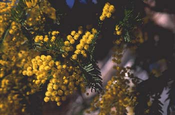 Mimosa - Flor (Acacia dealbata)